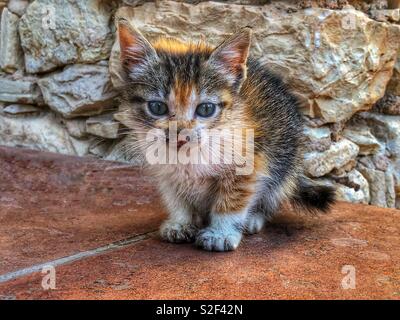 Drei Wochen alten schildpatt Calico Kätzchen Stockfoto
