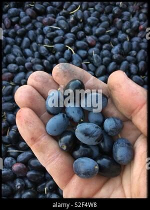 Ernte Spanisch Empeltre Oliven, Olivenöl, Katalonien, Spanien. Stockfoto