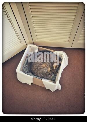 Katze im Karton. Stockfoto
