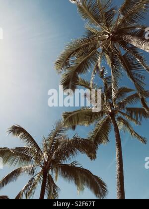 Palmen in Hawaii. Kauai, Hawaii, USA. Stockfoto