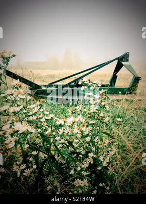 Spätherbst Foto von Frost Aster Blüten im Vordergrund der Bauernhof Feld, mit grünen Traktor Mähen an einem nebligen Tag in Nord-carolina implementieren Stockfoto