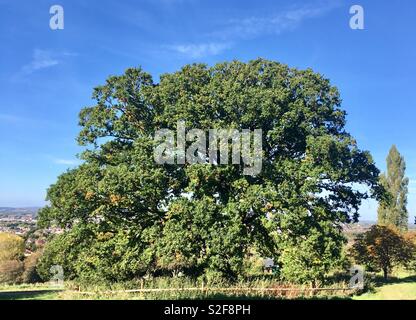 Riesigen Baum, Robinswood Hill, Gloucester Stockfoto