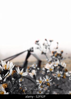 Farbe Orange pop Foto von misty Frost Aster Blüten in Nord-carolina Feld mit mähwerk im Hintergrund implementieren Stockfoto