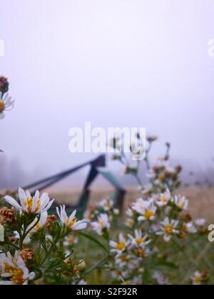 Zarte Frost Aster Blüten misty Foto aufhellen des Mähers in Nord-carolina Weide implementieren Stockfoto