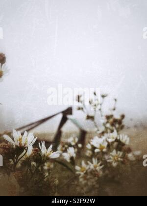 Grunge Foto von Frost Aster Blüten und Mäher in misty Nord-carolina Anbaugerät Stockfoto