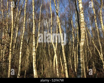 Silver Birch Tree trunks in Sun Stockfoto