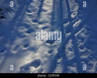 Spuren im Schnee mit Hintergrundbeleuchtung durch niedrige Wintersonne Stockfoto