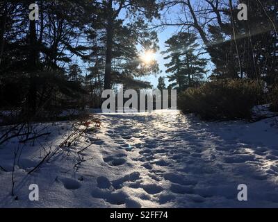 Fußspuren im Schnee, mit Hintergrundbeleuchtung durch niedrige Winter Sonne durch Bäume Stockfoto