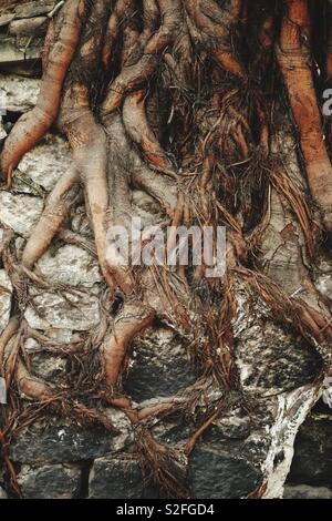 Durch Wurzeln und Wickeln um eine Wand aus Steinen wachsen Stockfoto