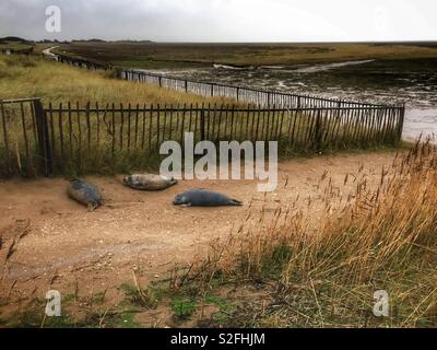 Drei grauen Jungrobben in Donna Nook im Dezember Stockfoto