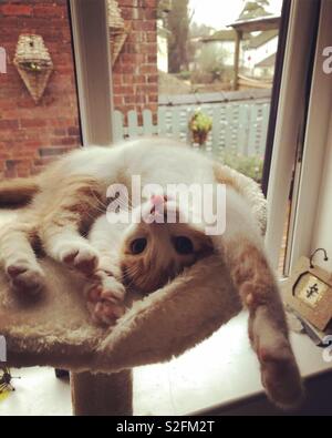 Kätzchen seine Zunge heraus herumstochern. Stockfoto