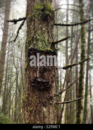 Ein Baum, der aussieht wie es hat ein Gesicht. Stockfoto