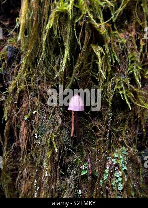 Einen winzigen Pilz auf einem Bemoosten Baumstamm in Eugene, Oregon, USA. Stockfoto