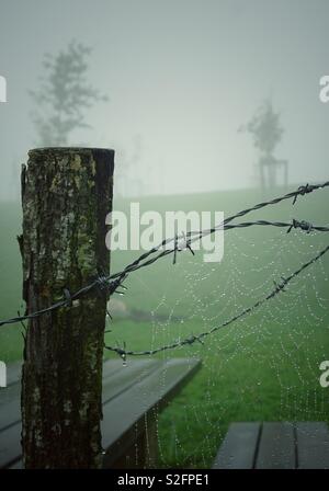 Spinnennetz in der barbwd Zaun Stockfoto