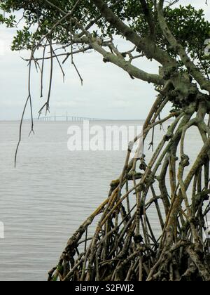 Red Mangrove, Emerson Punkt Stockfoto