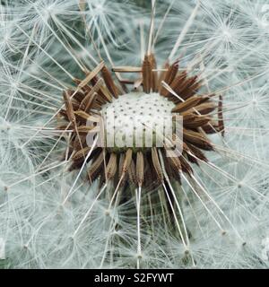 Abstrakte Löwenzahn Blume Pflanze Textur Stockfoto