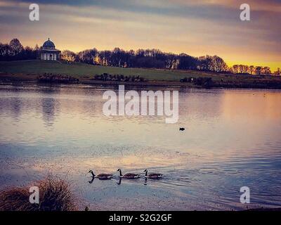 Meine Enten in einer Reihe! Wie die Sonne genommen wurde Anfang an Hardwick Park, Sedgefield, County Durham, UK einstellen Stockfoto