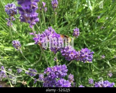 Hummel auf Lavendel Bush Stockfoto