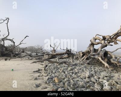 Driftwood Beach nebligen Abend Stockfoto