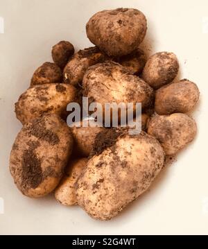 Frisch gegraben Kartoffeln in eine Schüssel geben. Stockfoto