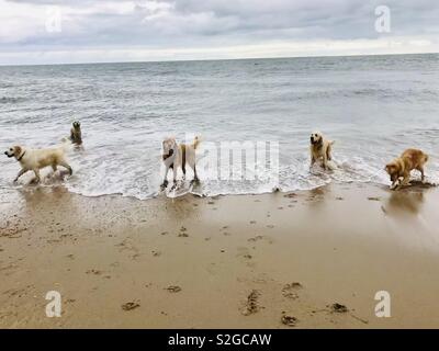 Ein goldenes Meer Stockfoto