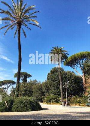 Römische Palmen. (Rom, Italien. November 2018.) Stockfoto