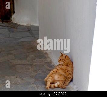 Tabby Katze liegend gegen die Wand auf der Straße mit Kopfsteinpflaster Stockfoto