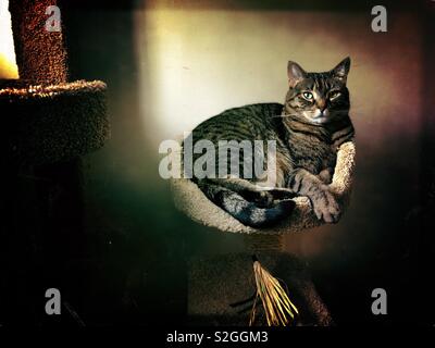 Meine tabby Bengal mix Cat entspannend in Ihrer neuen Katze Baum Stockfoto