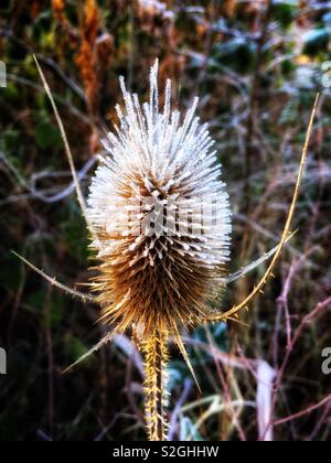 Frost auf Karde Stockfoto
