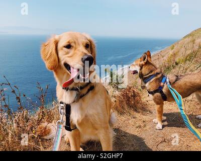 Zwei Hunde am Strand Wanderung Stockfoto