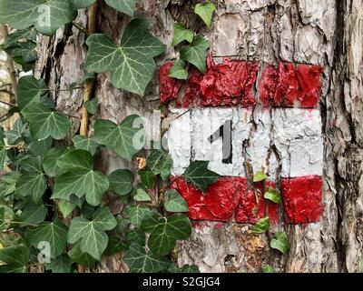 Wegweiser auf einen Baum gemalt, Italien Stockfoto