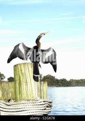 Eine Wilde (anhinga Anhinga anhinga) Trocknet es Federn an einem See Dock in Florida Stockfoto