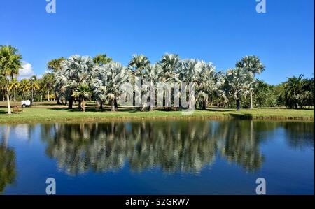 Fairchild Tropical Botanical Garden, Coral Gables, Miami Dade, Florida, USA Stockfoto