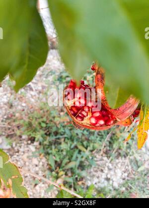 Risse Granatapfel Frucht am Baum Stockfoto