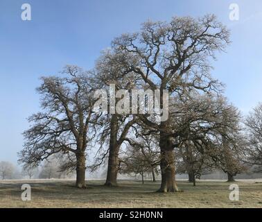 Großartige Gruppe von drei hundertjährigen Eichen im alten Oxfordshire Parklandschaft erfasst nach einem harten Luft Frost mit intensiver blauer Himmel und Clearing Nebel (Stimmung Nummer zwei). Stockfoto