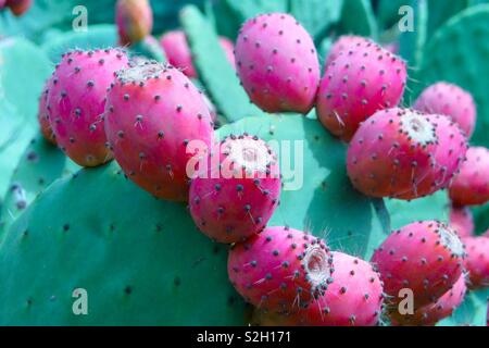 Rote Früchte eines cacrus Birne auf einem grünen stacheligen Kaktus als Detail Foto Stockfoto