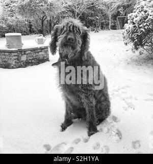 Labradoodle Hund im Schnee, Medstead, Hampshire, England sitzen. Stockfoto