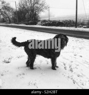 Labradoodle Hund im Schnee, Hampshire, England, Vereinigtes Königreich. Stockfoto