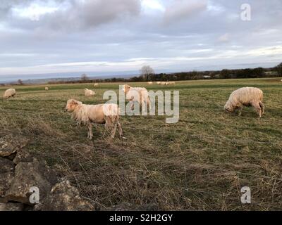 Seltene Cotswold züchten Schafe weiden in der Nähe von Broadway Hill Turm gegen einen Winter Einstellung der Cotswolds. Stockfoto