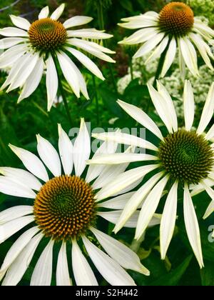 Echinacea-Blumen in voller Blüte Stockfoto