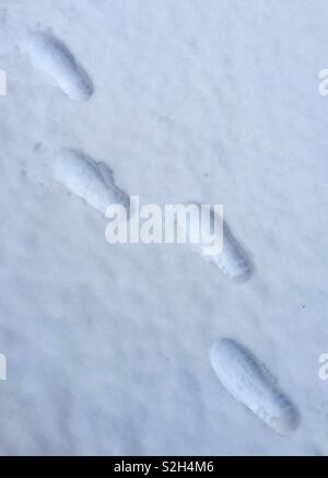 Vier Spuren im Schnee auf einer Diagonale. Weiß Kopie Raum Stockfoto