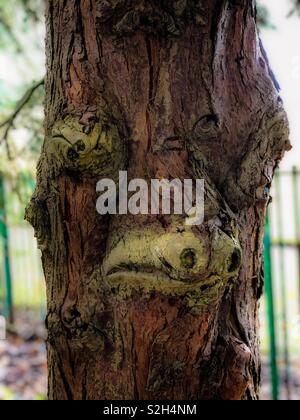 Ungewöhnliche Baumstamm. Glasgow, Schottland. UK. Stockfoto