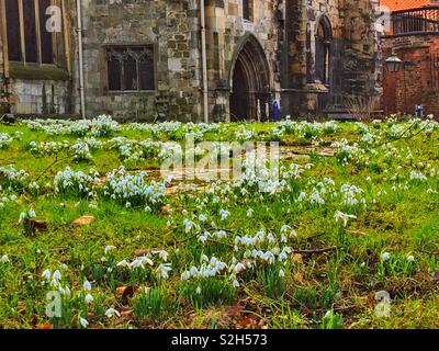 Schneeglöckchen auf dem Kirchhof York North Yorkshire England Großbritannien Großbritannien Großbritannien Großbritannien Großbritannien Großbritannien Stockfoto