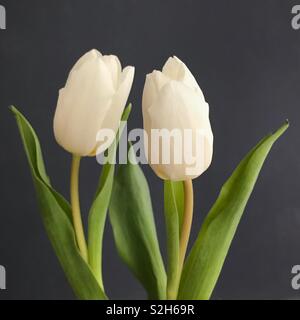 Zwei Weiße Tulpen auf grauem Hintergrund. Stockfoto