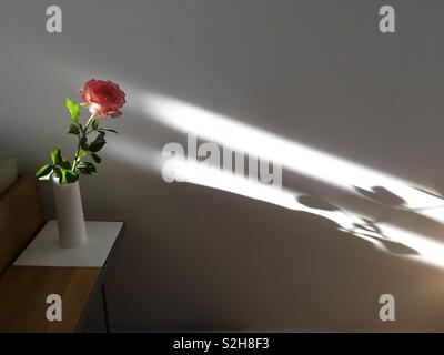 Single Red Rose durch Strom aus Sonnenlicht beleuchtet Stockfoto