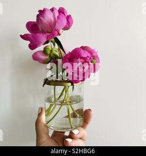 Rosa Pfingstrosen in einer Glasvase. Stockfoto