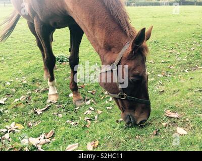 Vollblut-Rennpferd-Weiden im Fahrerlager im Herbst in Irland Stockfoto