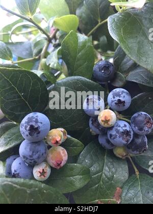 Größenmaß mit Obst in verschiedenen Stadien der Reifezeit, Sommer, Neuseeland 2019 Stockfoto