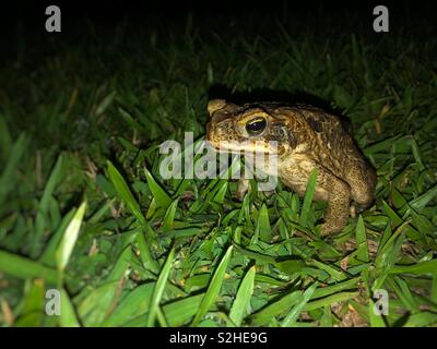 Cane toad oder Rhinella Marina in einem Hinterhof in der Nacht in Australien. Stockfoto