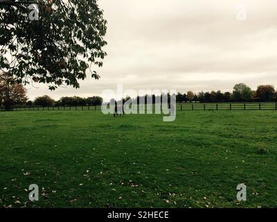 Landschaft Kildare Irland Pferde grasen im Paddock oder Weide an einem bewölkten und grauen Herbst Tag Stockfoto